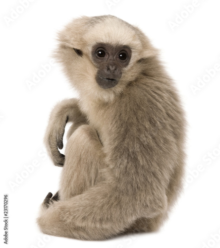 Young Pileated Gibbon, 4 months old