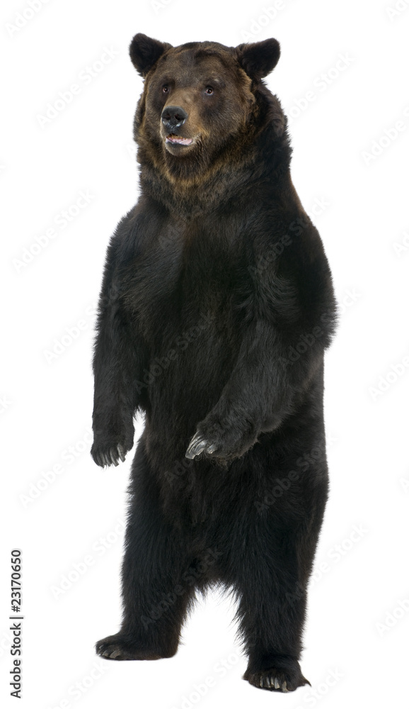 Fototapeta premium Female Brown Bear, 12 years old