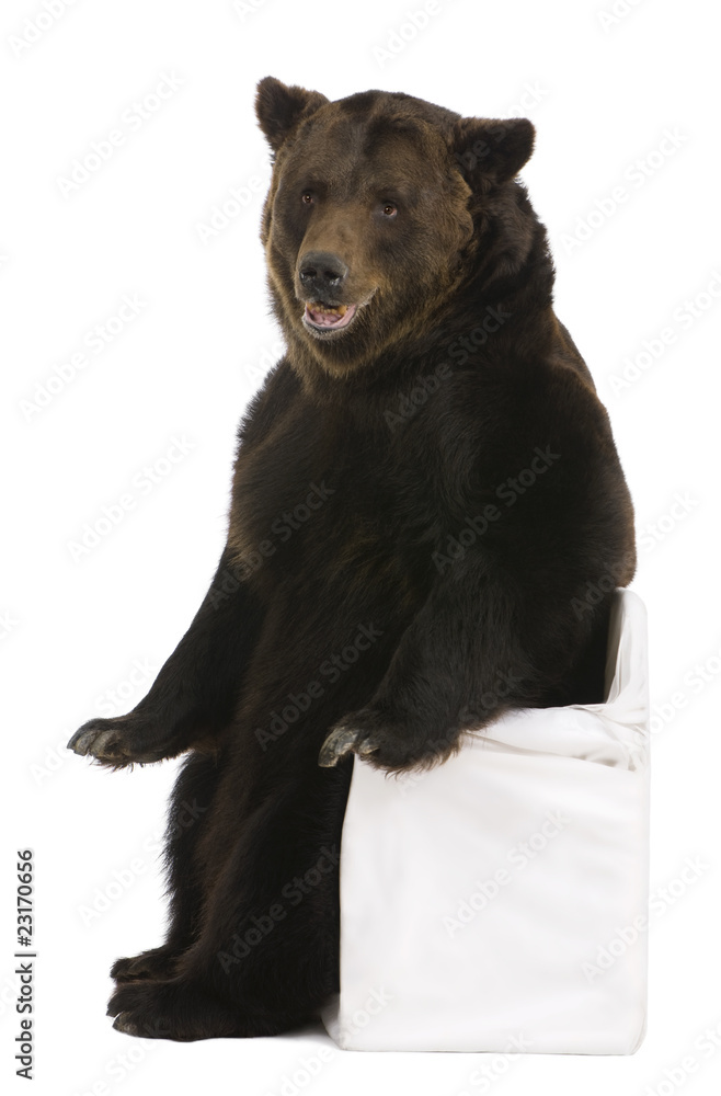 Female Brown Bear, 12 years old