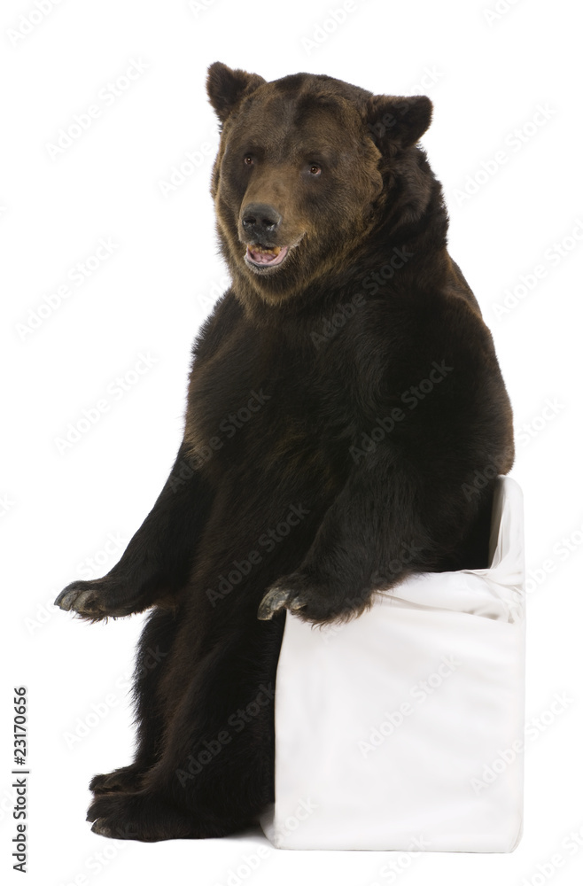 Fototapeta premium Female Brown Bear, 12 years old