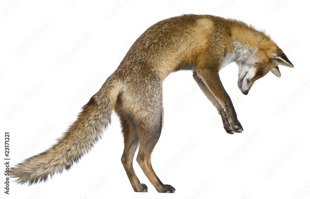 Side view of Red Fox, 1 year old, standing on hind legs foto de Stock