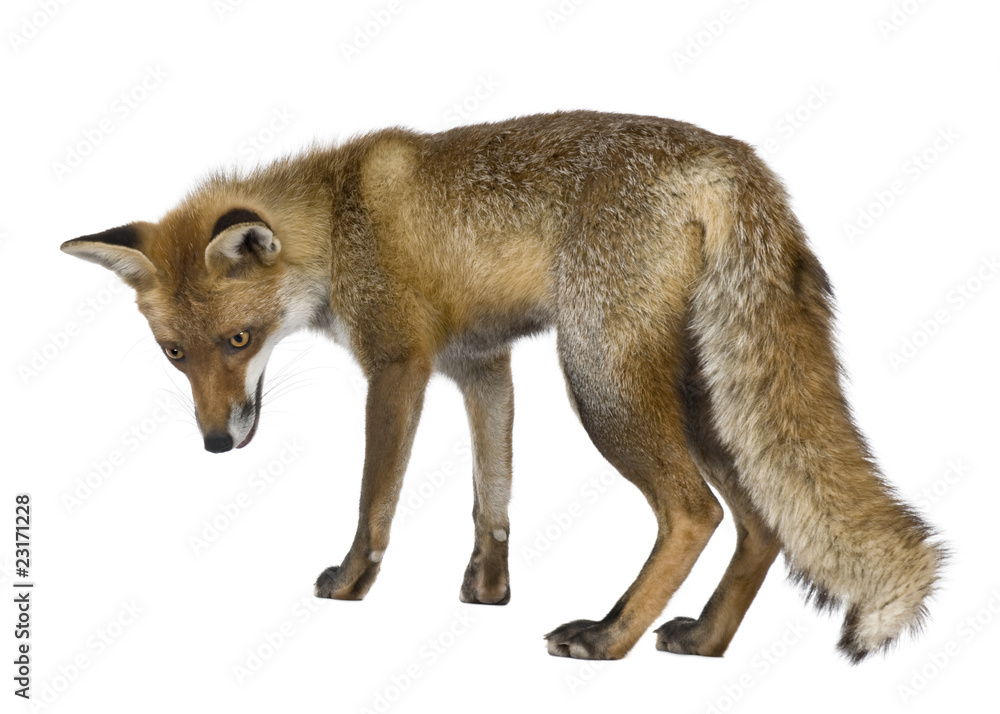 Fototapeta premium Side view of Red Fox, 1 year old