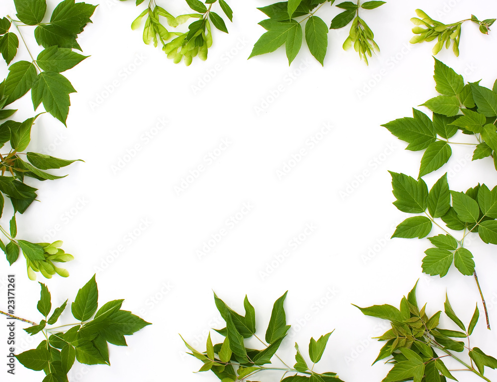 Naklejka premium Frame photo of leaves