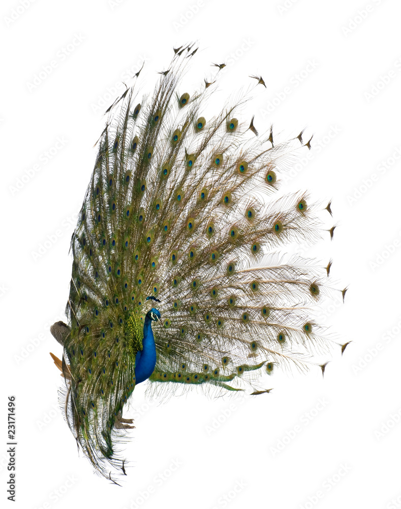 Fototapeta premium Side view of Male Indian Peafowl displaying tail feathers