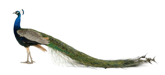 Profile of Male Indian Peafowl in front of white background