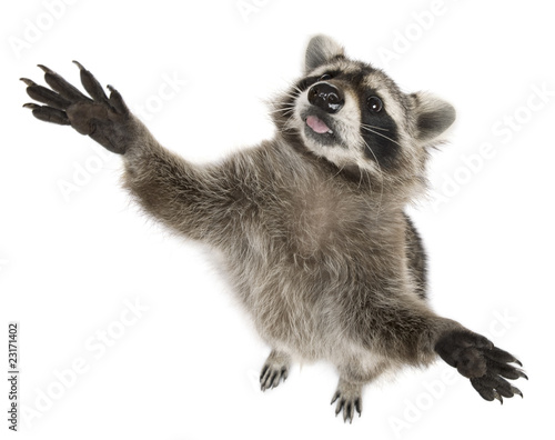 Raccoon, 2 years old, reaching up in front of white background © Eric Isselée