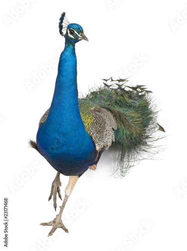 Male Indian Peafowl walking in front of white background