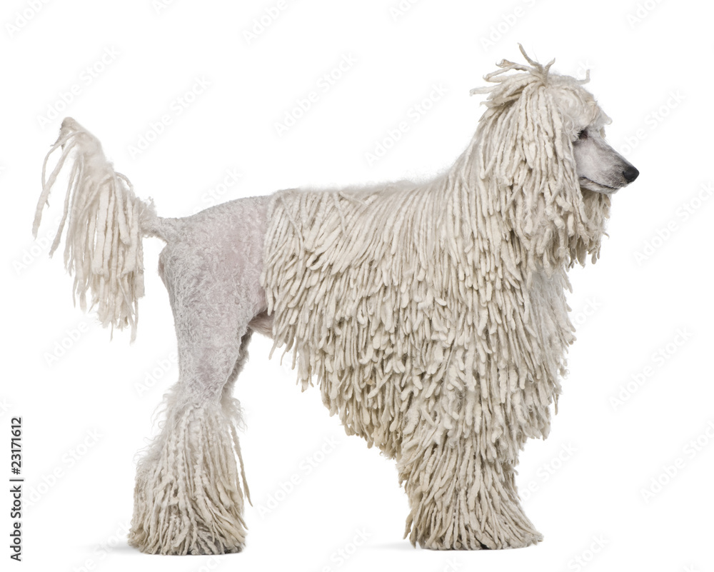 Side view of White Corded standard Poodle