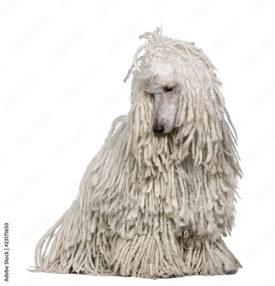 White Corded standard Poodle