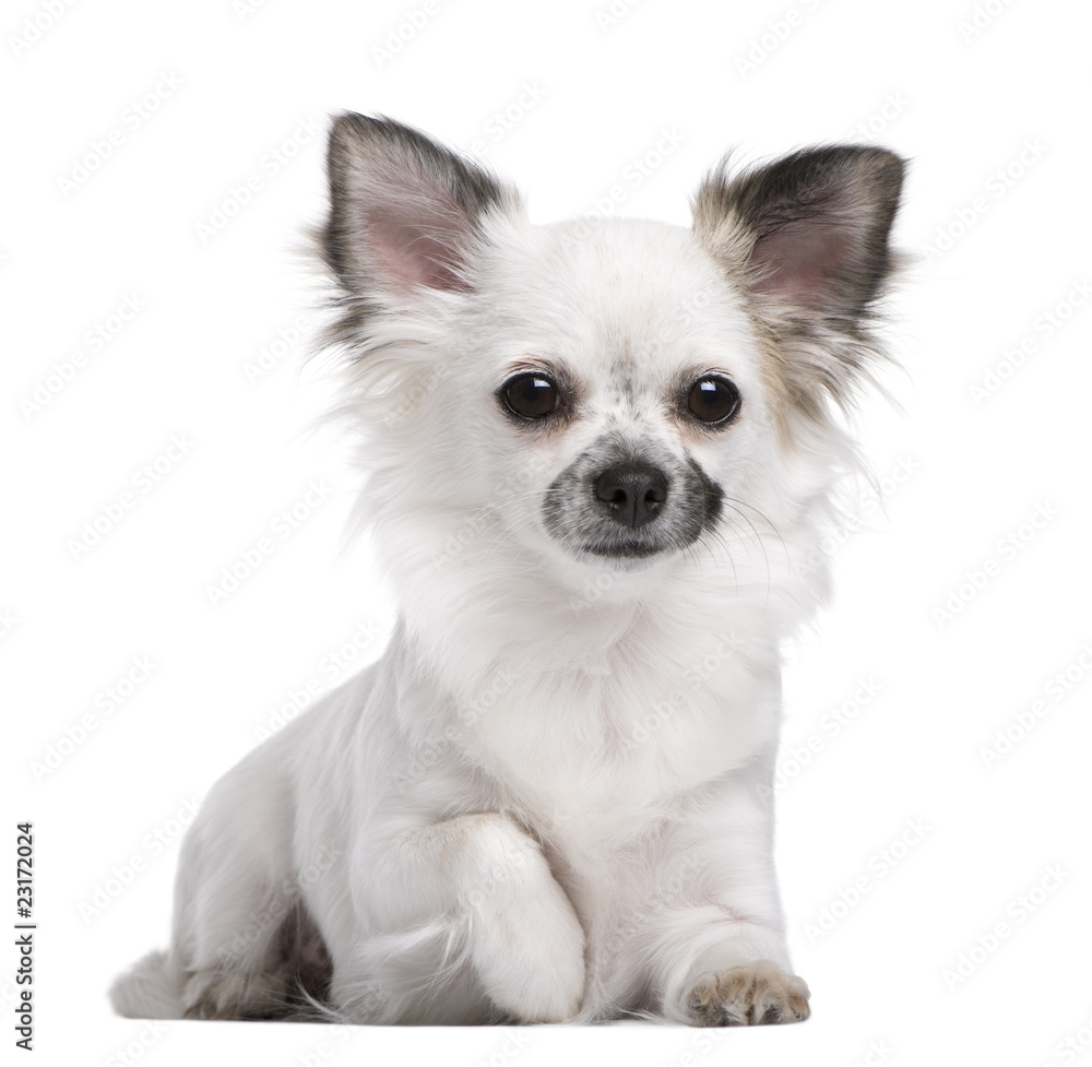 Portrait of Chihuahua puppy, 1 year olds old