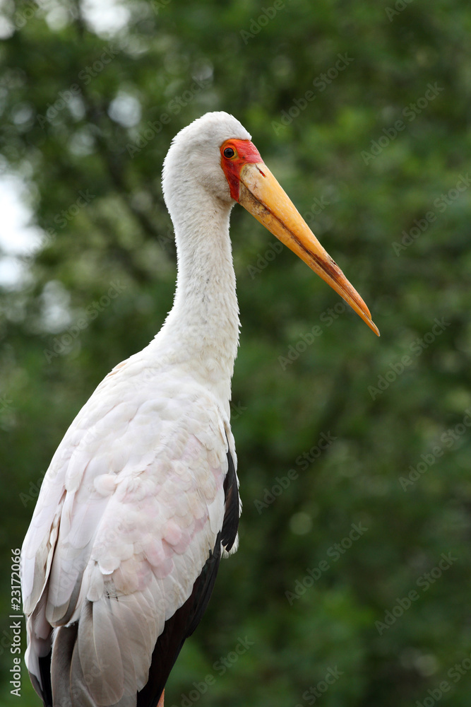 tantale ibis,mycteria ibis tantale ibis,mycteria ibis