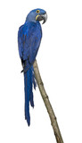 Hyacinth Macaw, 1 year old, perching on branch