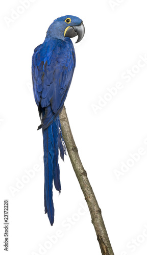 Hyacinth Macaw, 1 year old, perching on branch