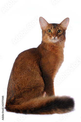 Somali cat sits isolated on white