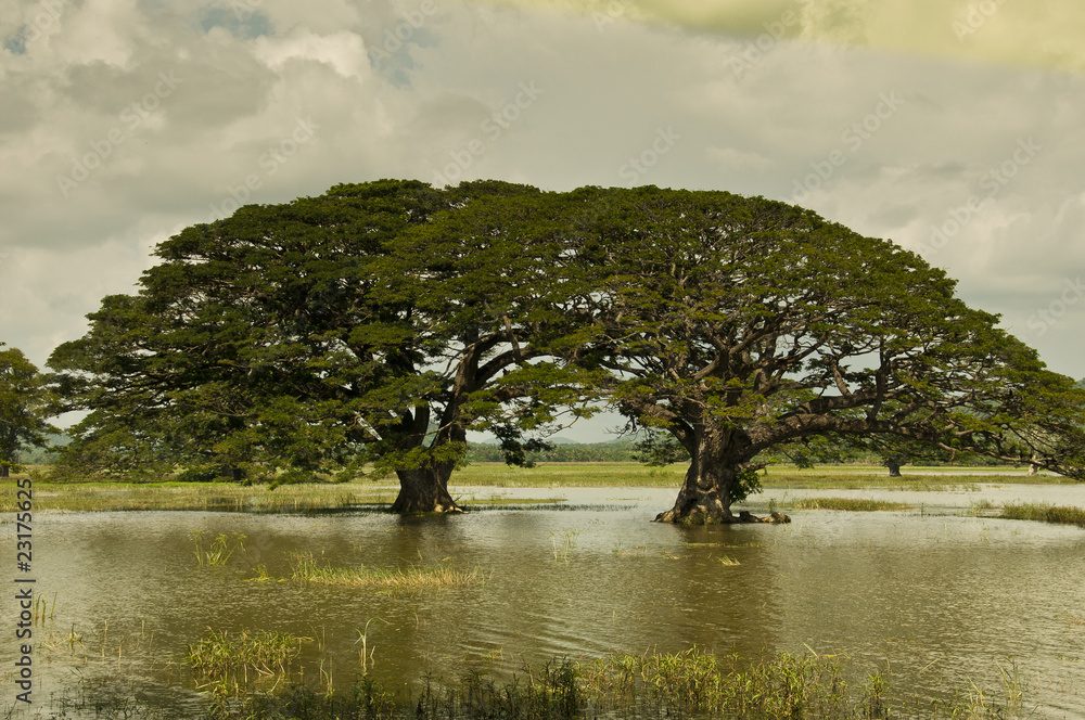 Sri lanka