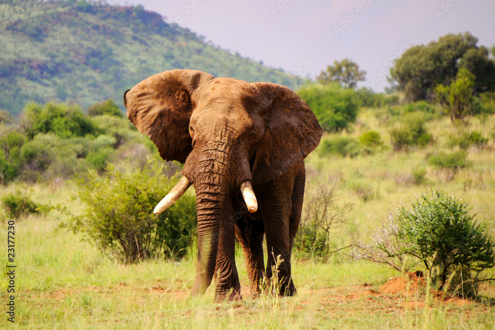 Fototapeta premium Walking elephant