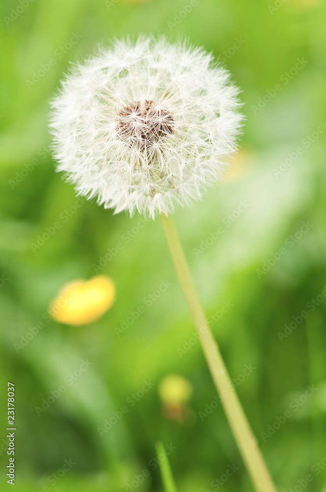 dandelion dandelion