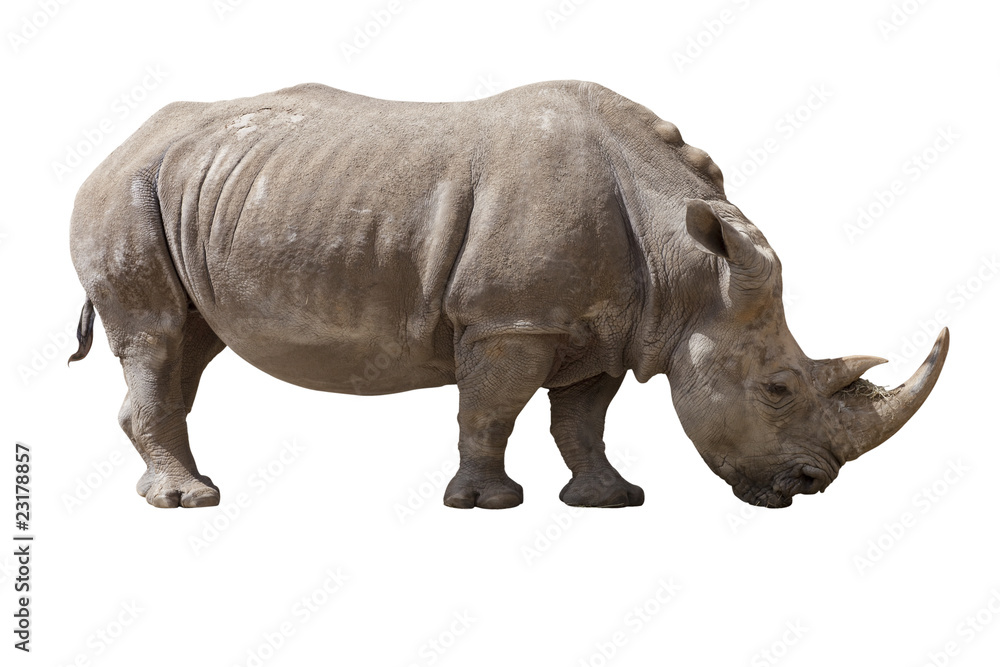 rhinocéros rhinocéros
