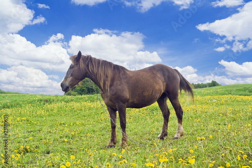 Horse on the meadow
