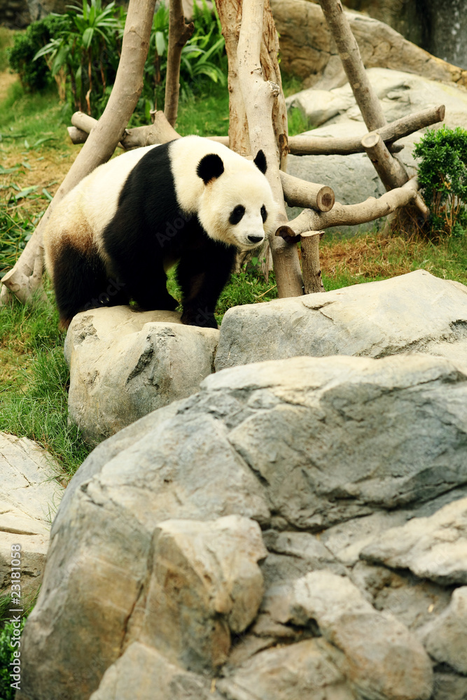 Fototapeta premium panda