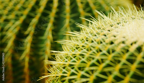 cactus , echinocactus grusonii, golden barrel cactus