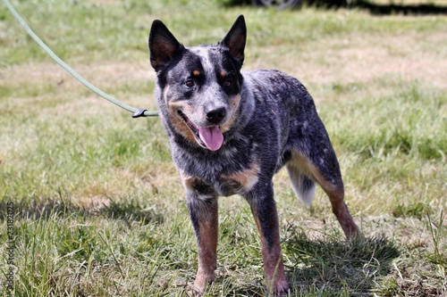 australien Cattledog photo