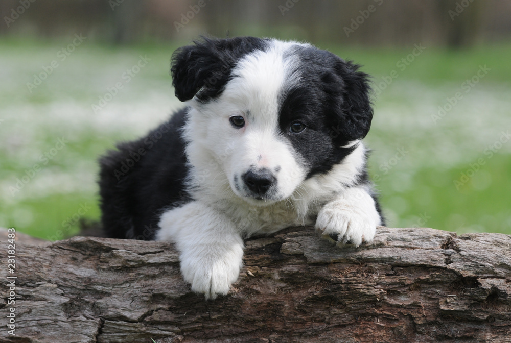 Fototapeta premium BORDER COLLIE, 2 MESI