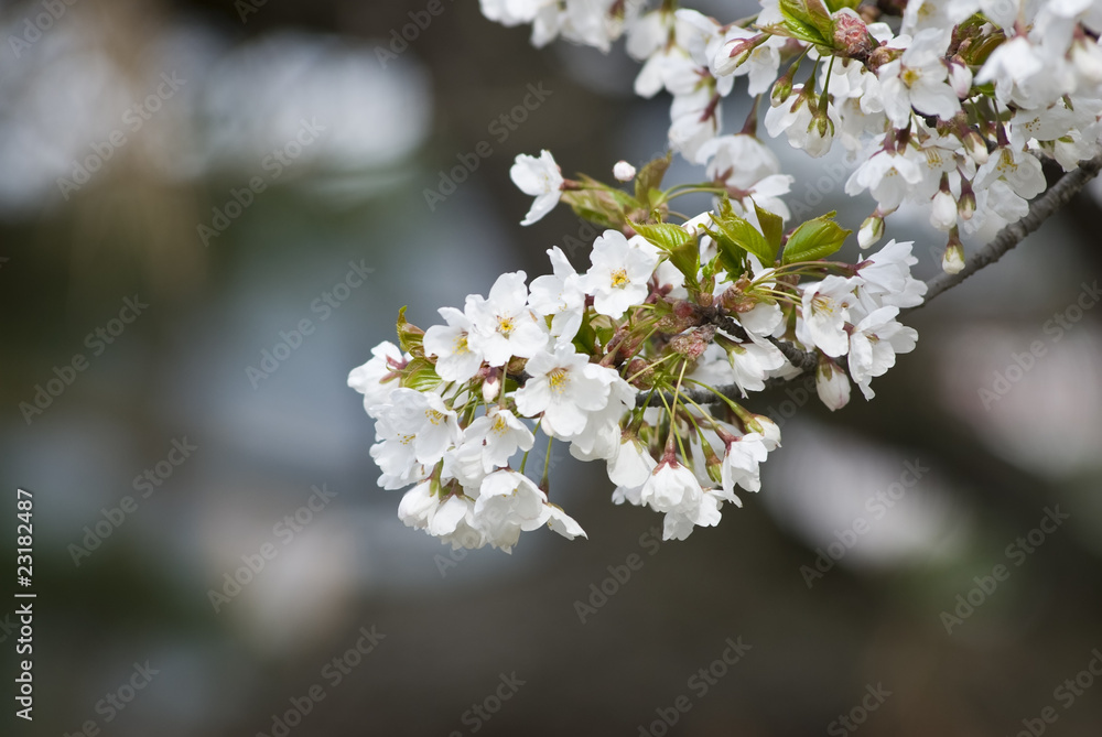 White Cherry Blossom In Spring Garden