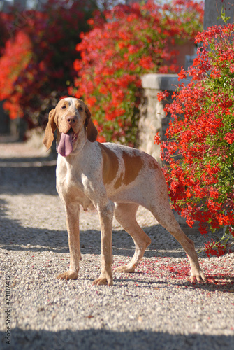 BRACCO ITALIANO