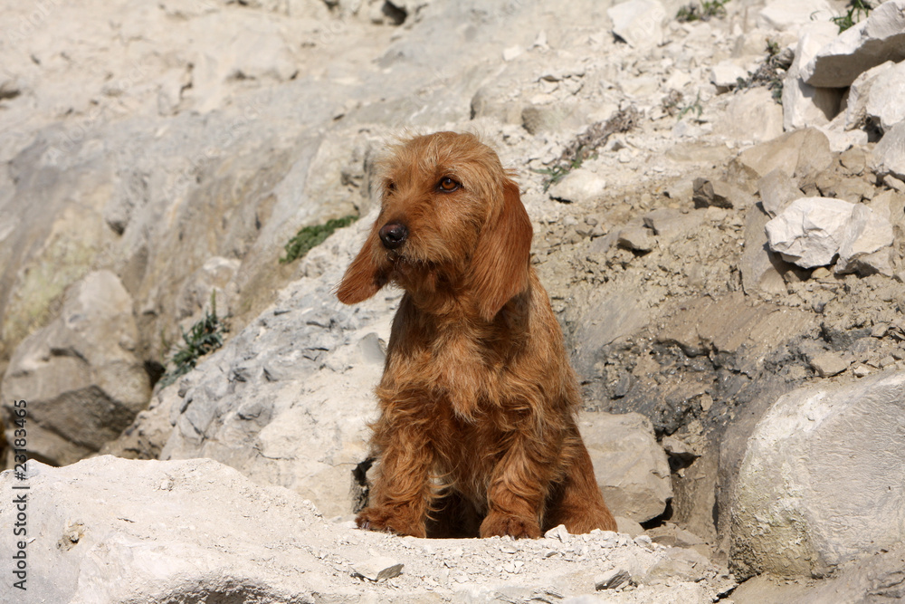 jeune basset fauve de Bretagne assis