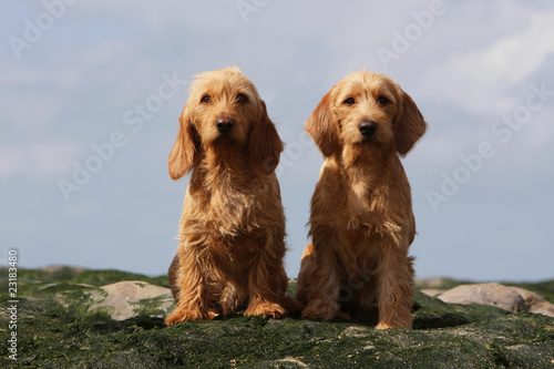Vászonkép deux bassets fauve de Bretagne assis de face