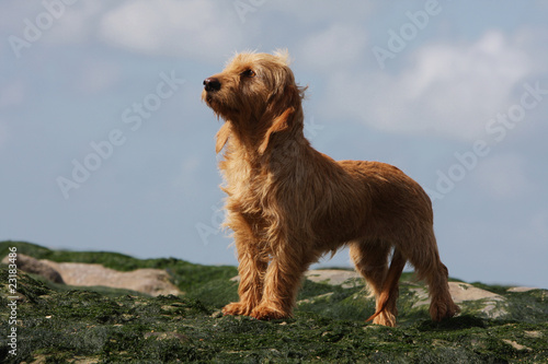 Cuadro en lienzo basset fauve de Bretagne dans une attitude fière