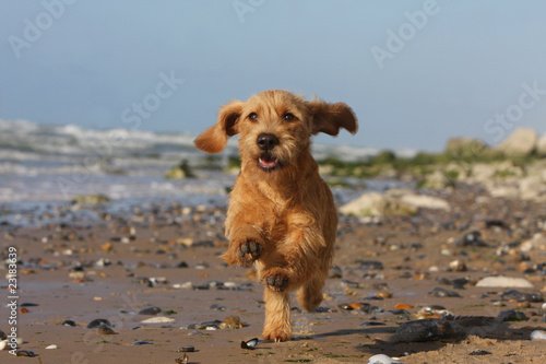Obraz na płótnie basset fauve de Bretagne courant de face sur la plage w salonie