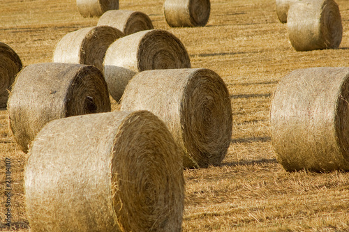 bales of straw in summer