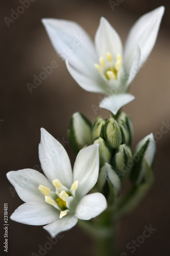 wild spring Ornithogalum kochii Parl photo