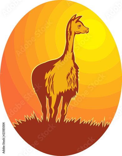 Vicuna standing with sun in background