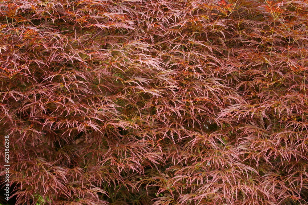 Roter Busch 2 StockFoto Adobe Stock