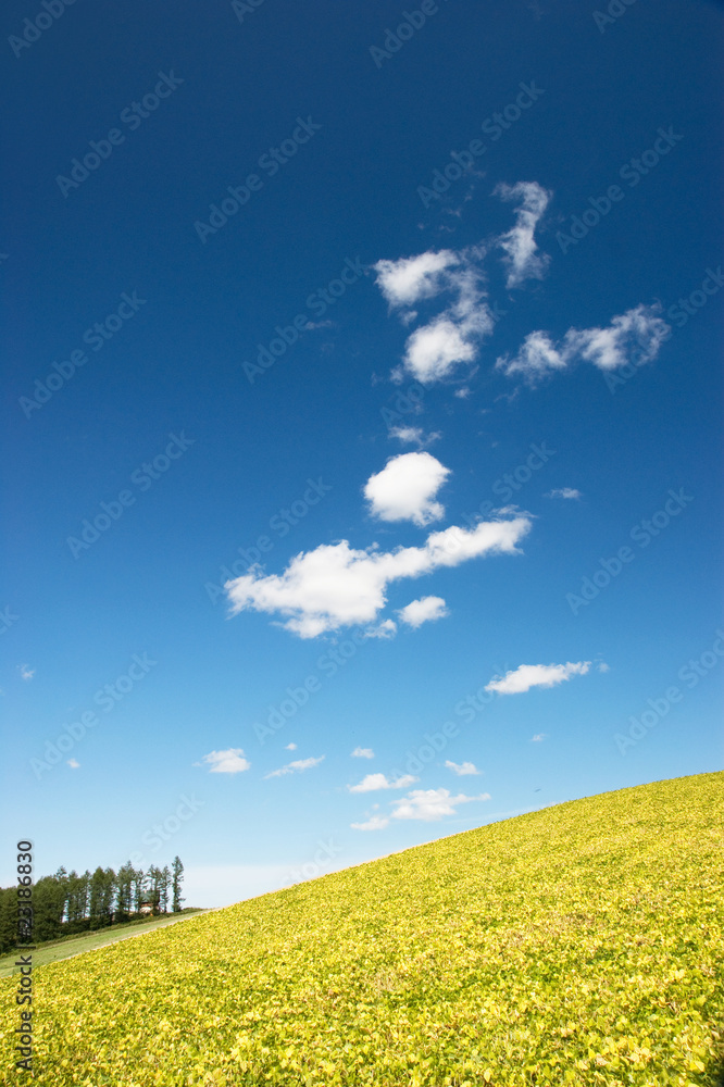 Obraz premium 北海道・初秋d-24