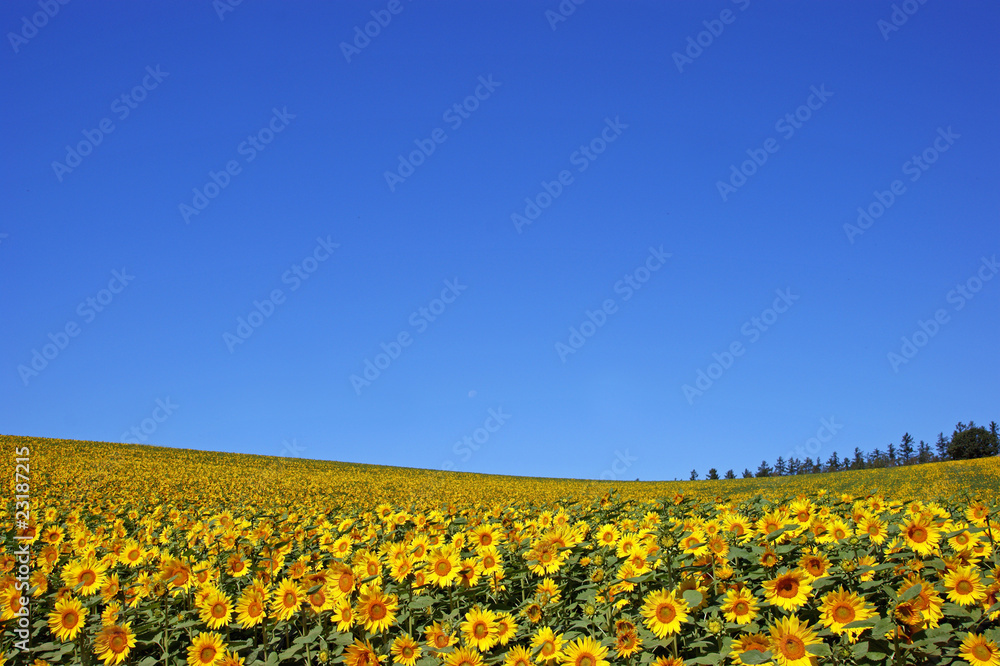 Obraz premium 北海道・初秋d-59