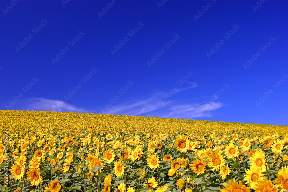 Fototapeta premium 北海道・初秋d-64