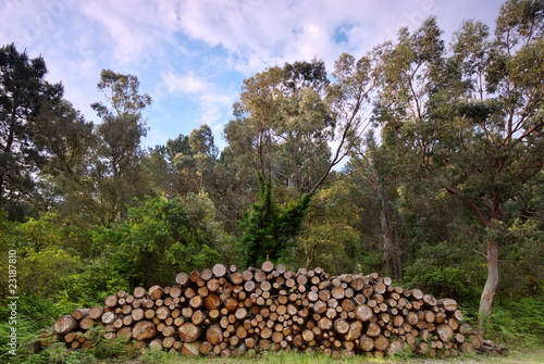 Tas de grûmes de pin dans la forêt de Provence