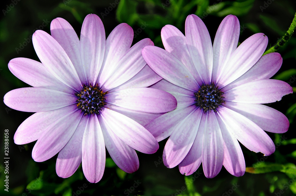 Obraz premium wild daisies