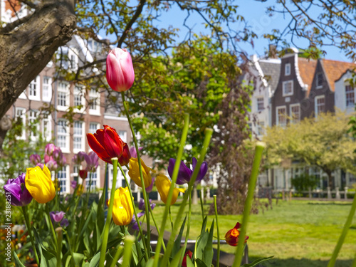 Photography Tulips in the Begijnhof Court in Amsterdam