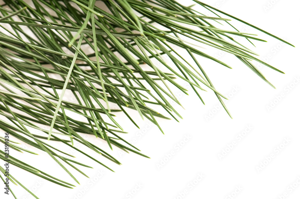 Obraz premium pine branch isolated on the white background