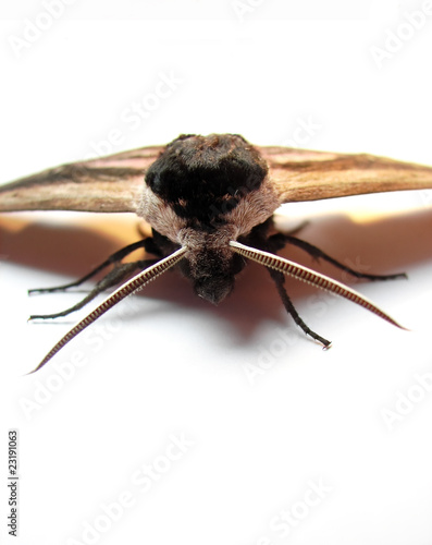 bombyx photo