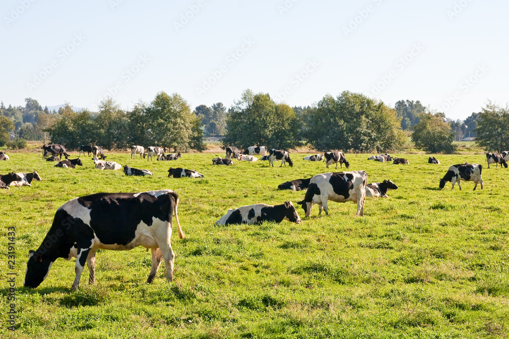 Hostein Cows Eating in Pasture