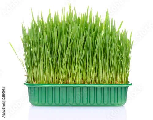 Grass in pot