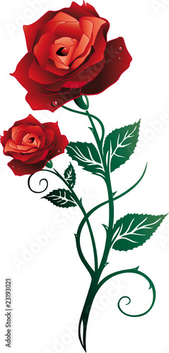 Rose, Rosen, Liebe, love, Blumen, Blüten, floral, rot