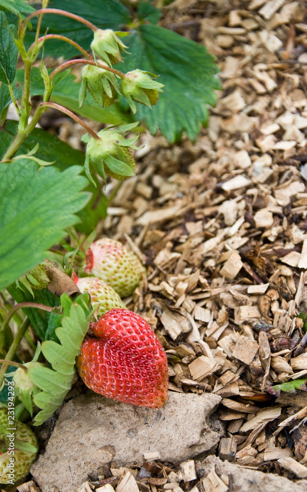 Fototapeta premium fraises