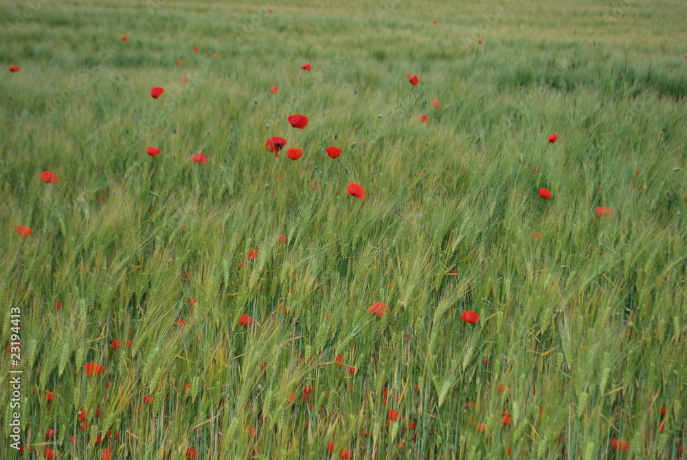 Fototapeta premium blé